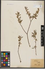 Foto von Salix alba L.
